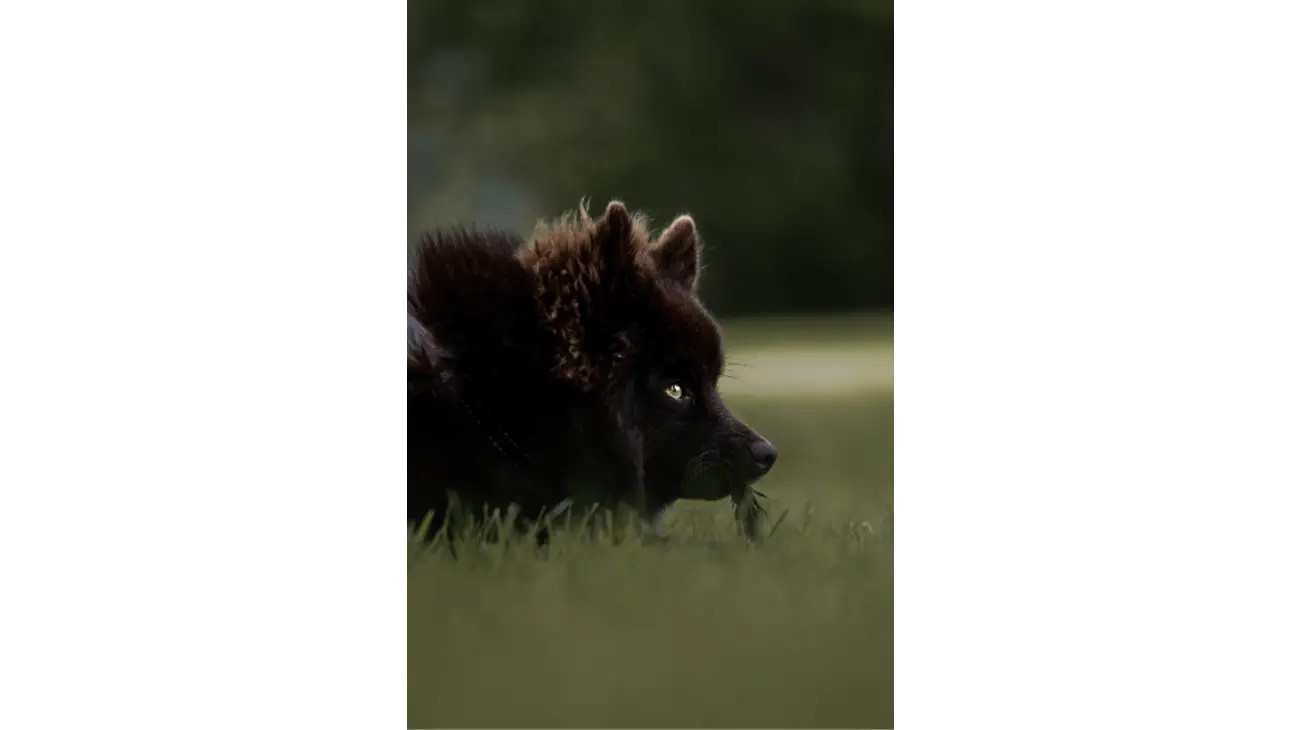 Swedish Lapphund 0