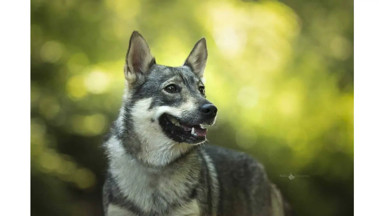 Swedish Vallhund