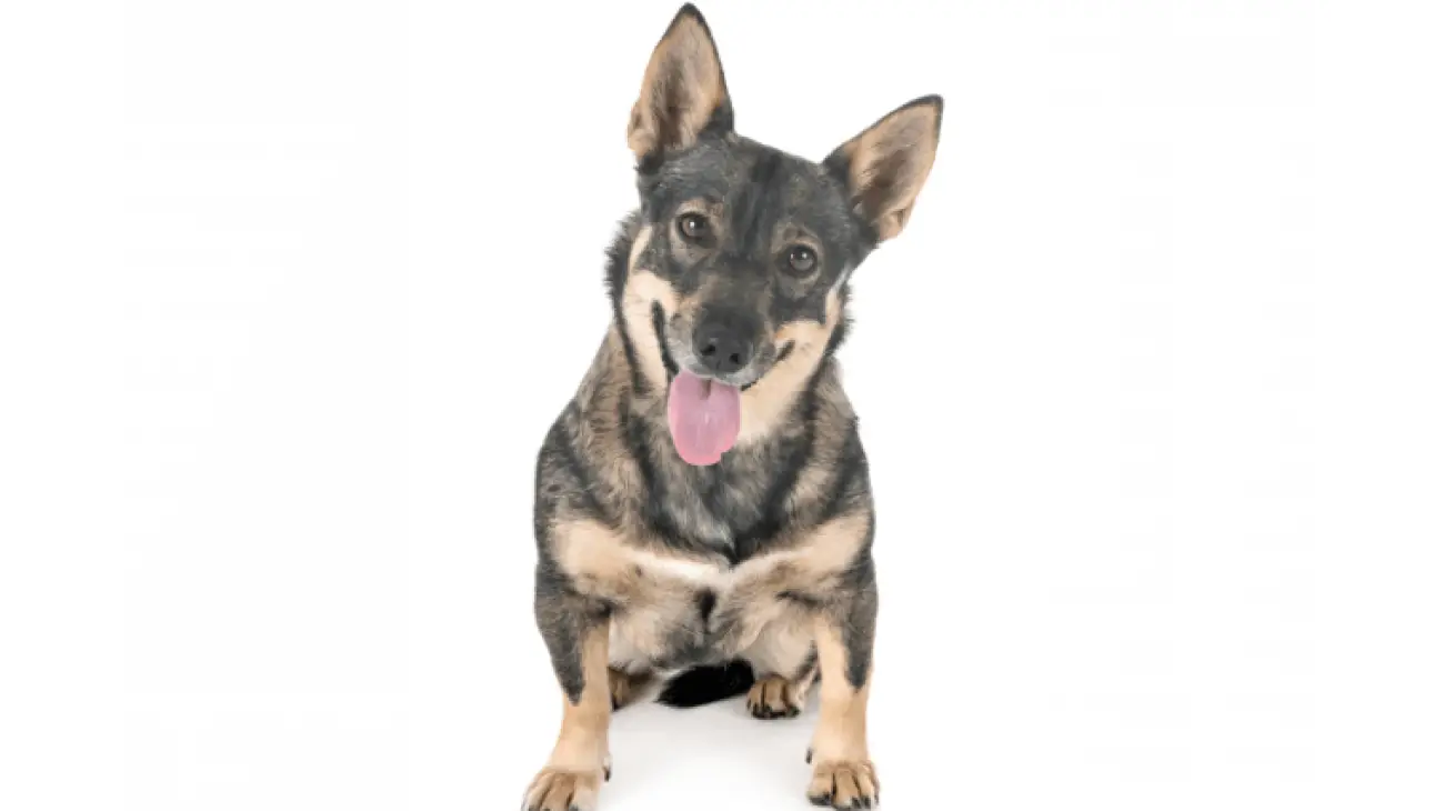 Swedish Vallhund 1