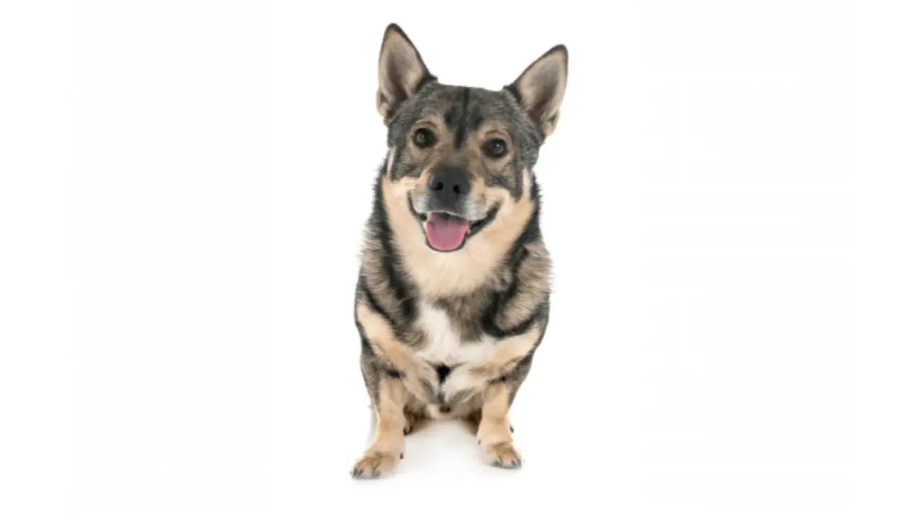 Swedish Vallhund 2