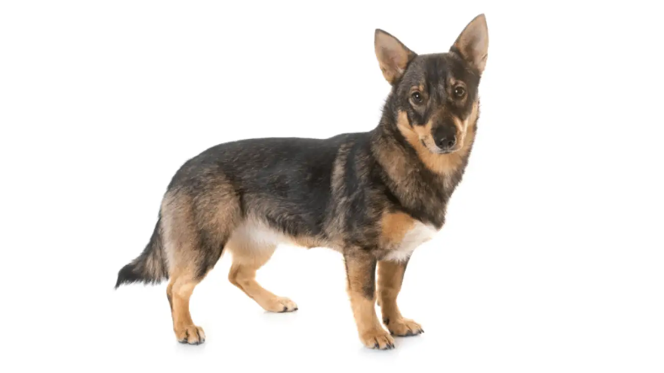 Swedish Vallhund 3