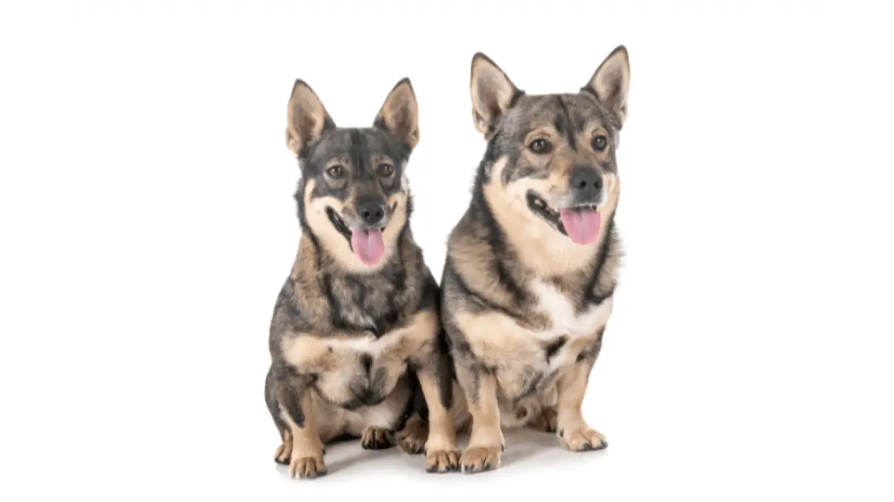 Swedish Vallhund 0