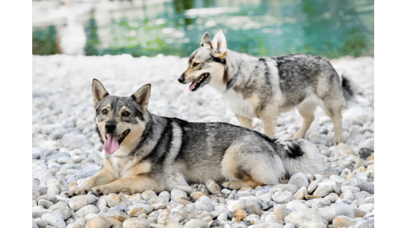 Swedish Vallhund 4