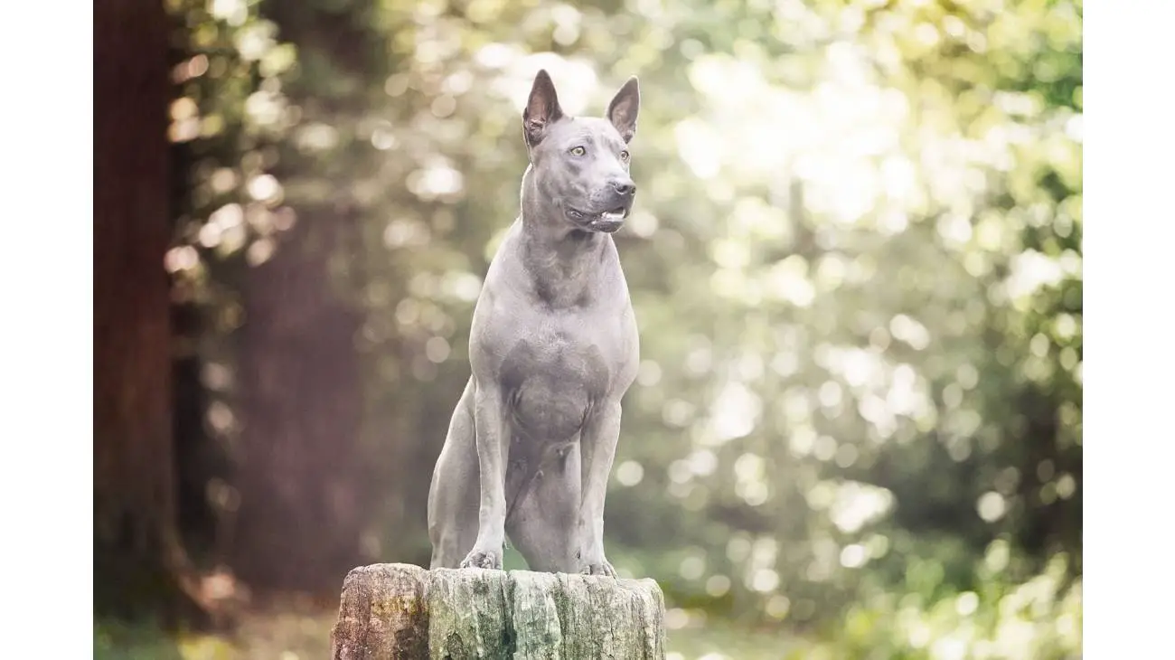 Thai Ridgeback