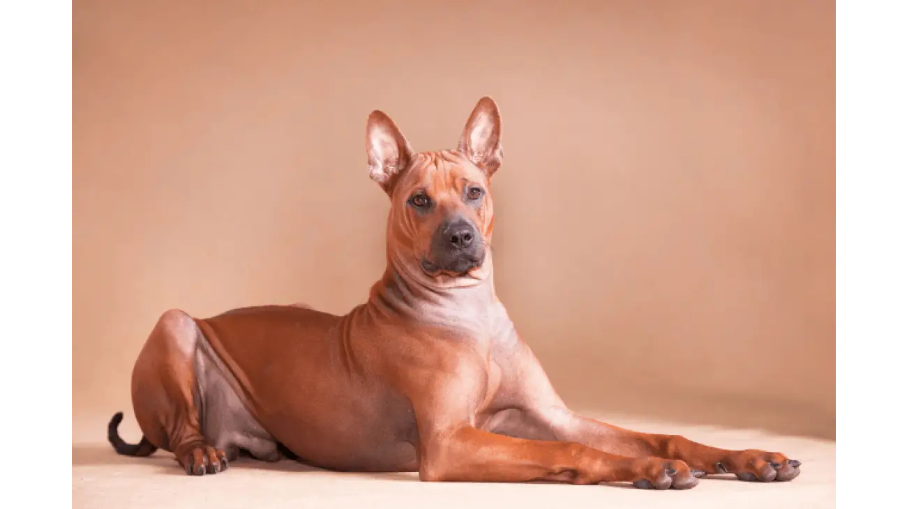 Thai Ridgeback 1