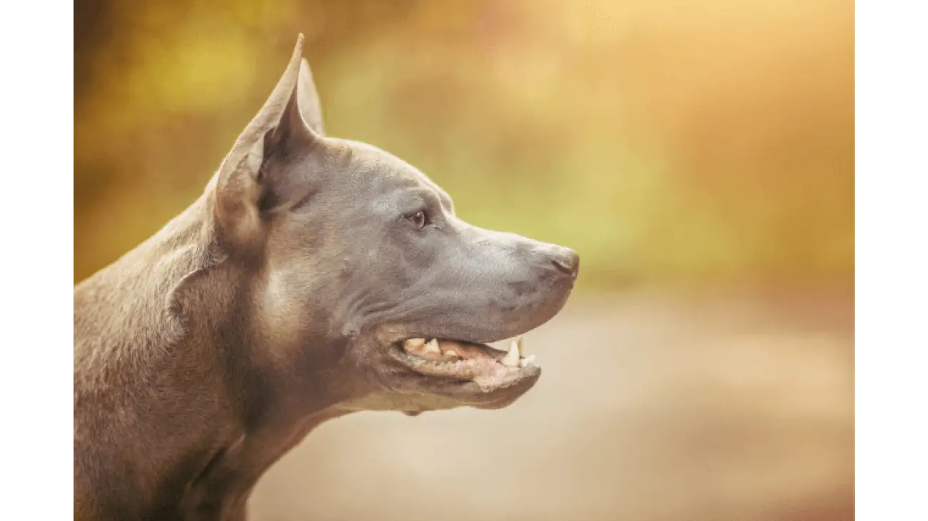 Thai Ridgeback 2