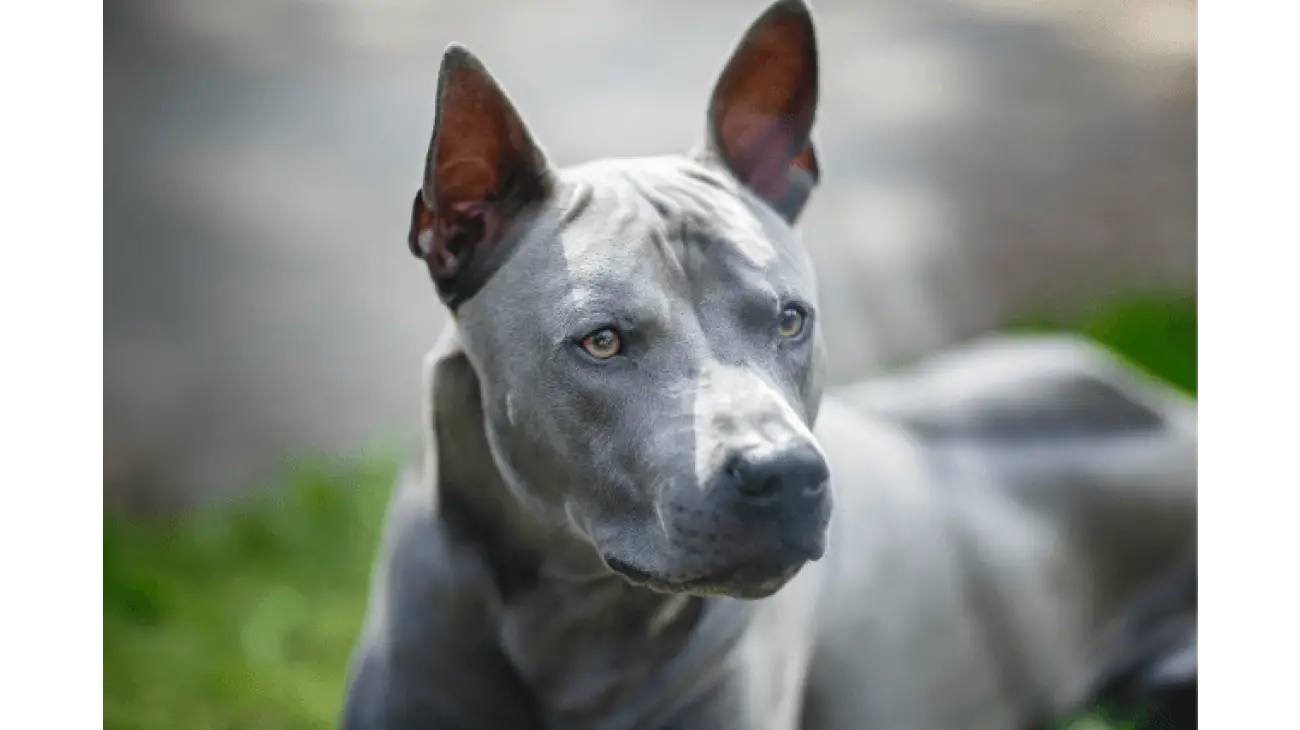 Thai Ridgeback 3