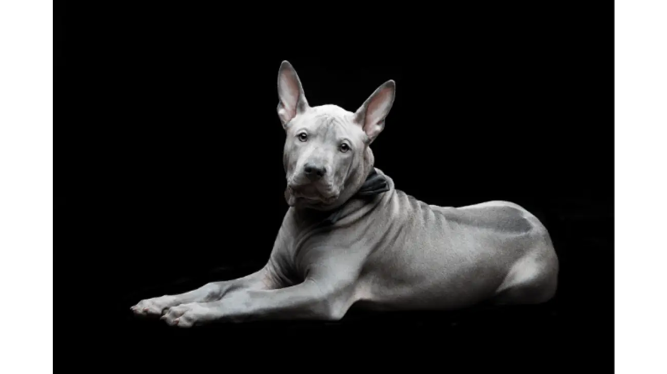 Thai Ridgeback 4