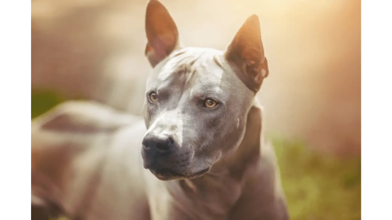 Thai Ridgeback 0