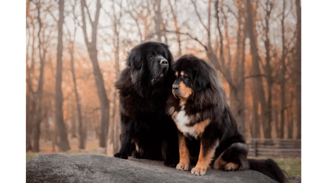 Tibetan Mastiff 2