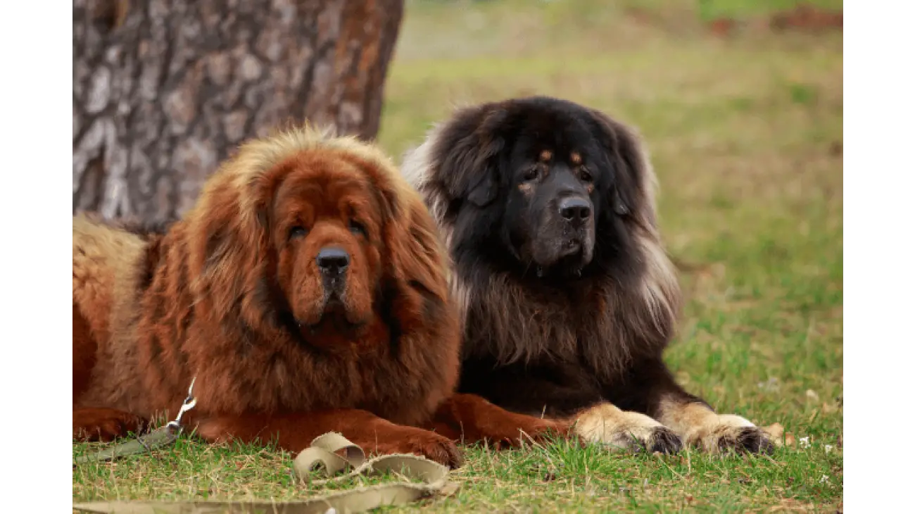 Tibetan Mastiff 4