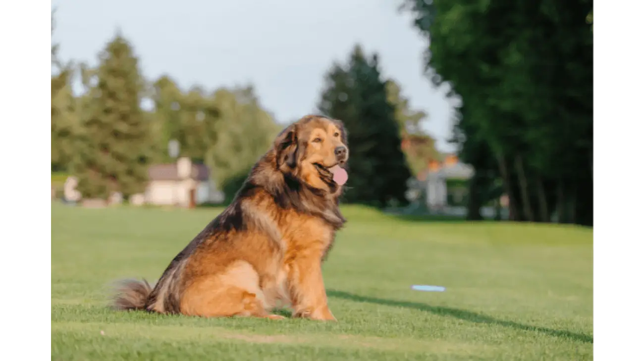 Tibetan Mastiff 5