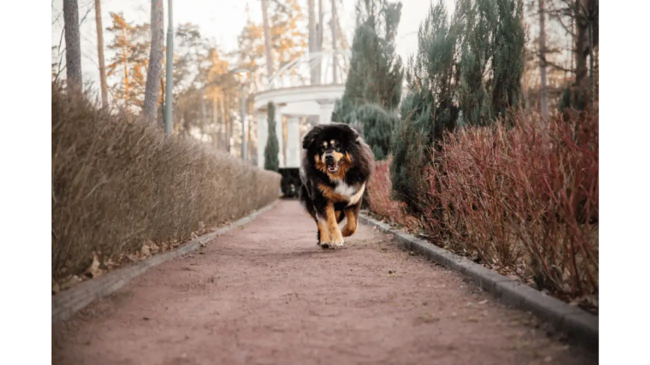 Tibetan Mastiff 6