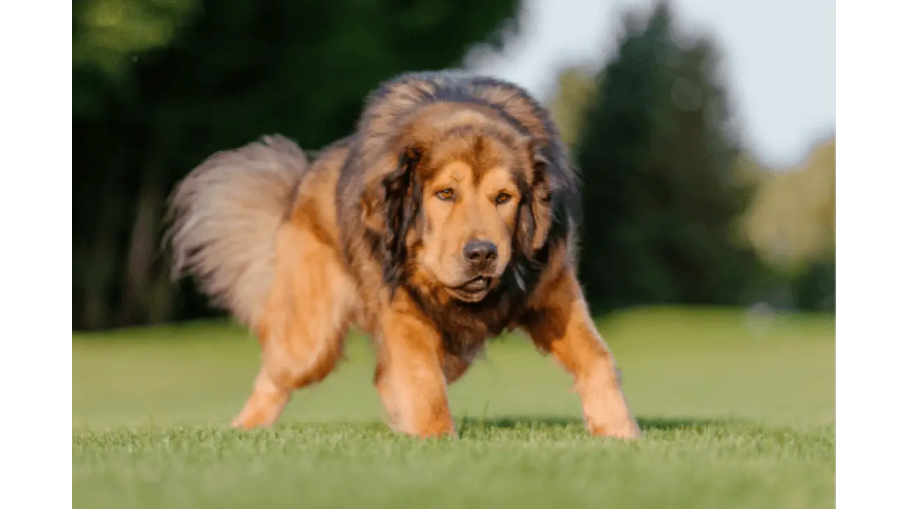 Tibetan Mastiff 7