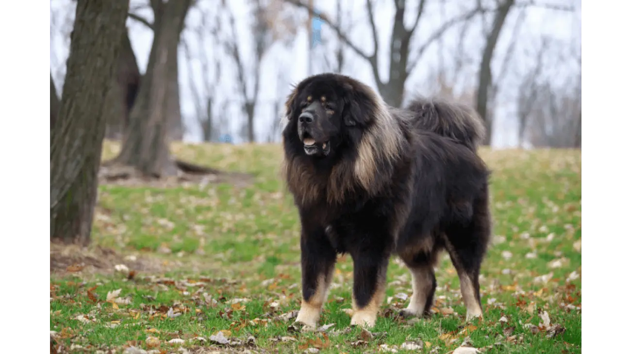 Tibetan Mastiff 3