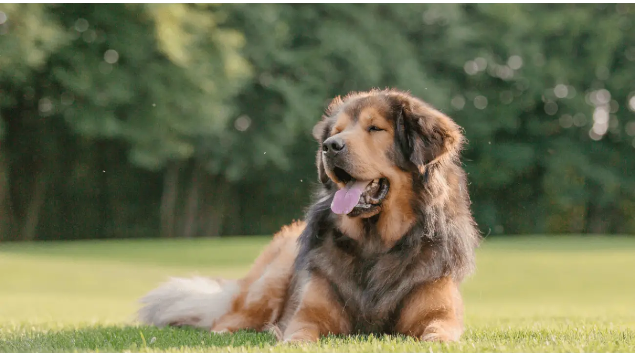 Tibetan Mastiff