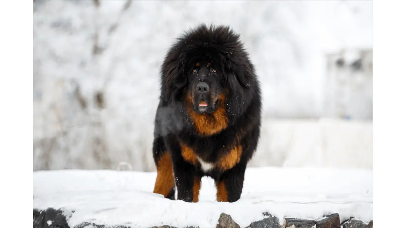 Tibetan Mastiff 0
