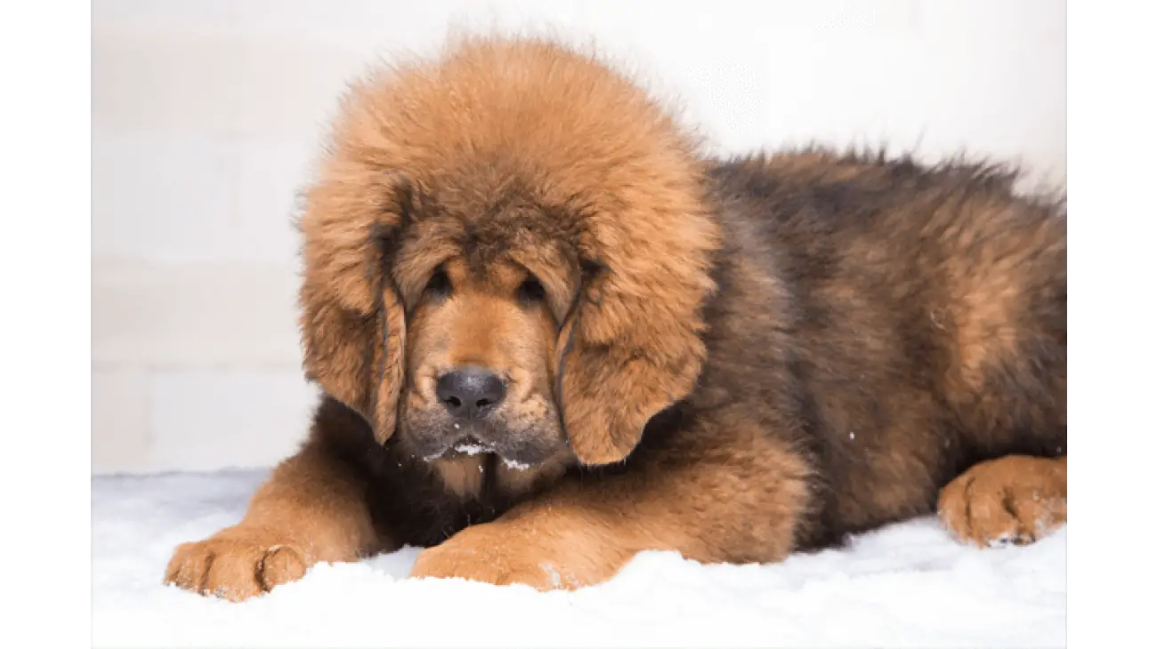 Tibetan Mastiff 1