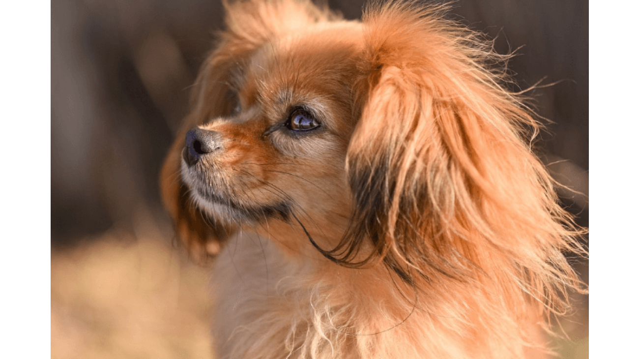 Tibetski spaniel best sale