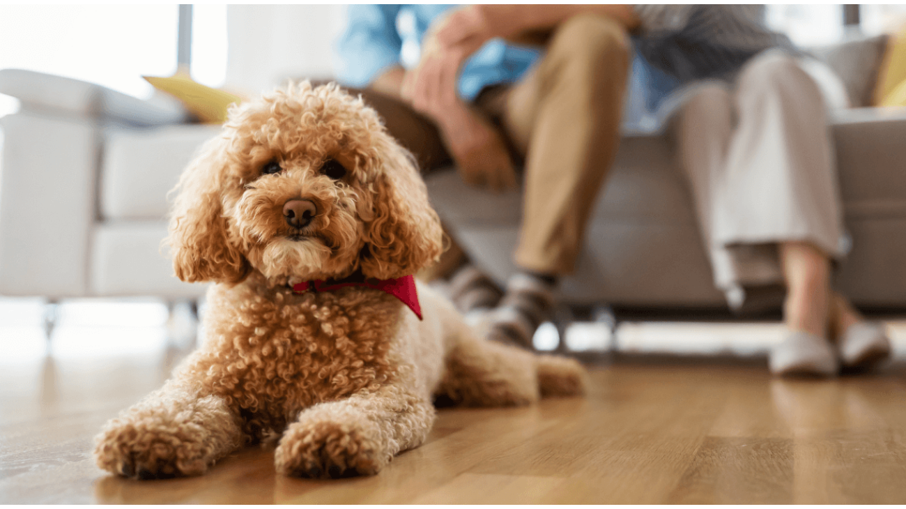 https://worlddogfinder.com/imager/1300x730/upload/toy_poodle_at_home.png?resize=1&ezimgfmt=ngcb29/notWebP