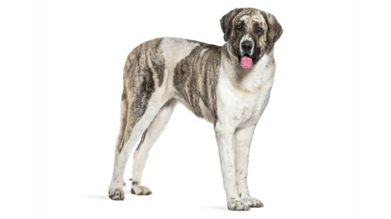 Transmontano Mastiff 1