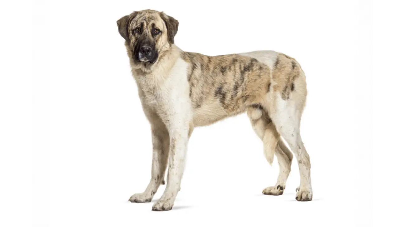 Transmontano Mastiff 3