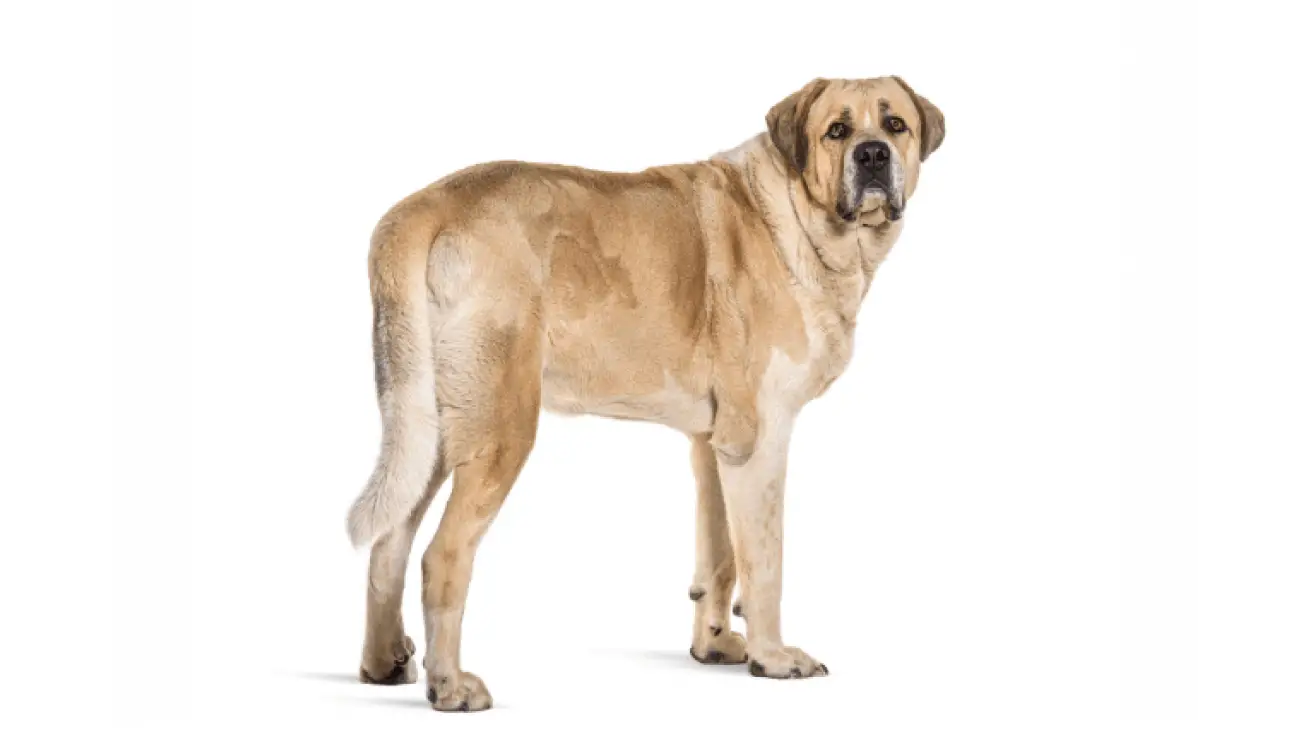 Transmontano Mastiff 0