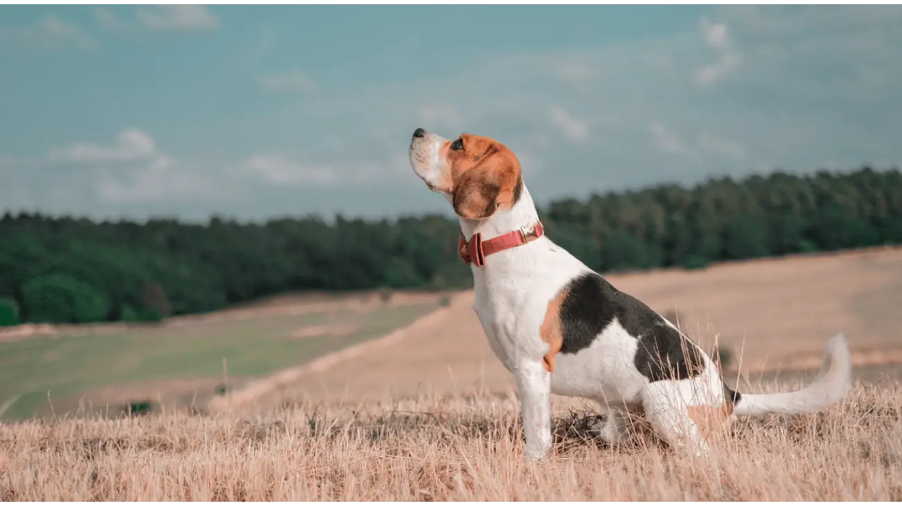 Treeing Walker Coonhound