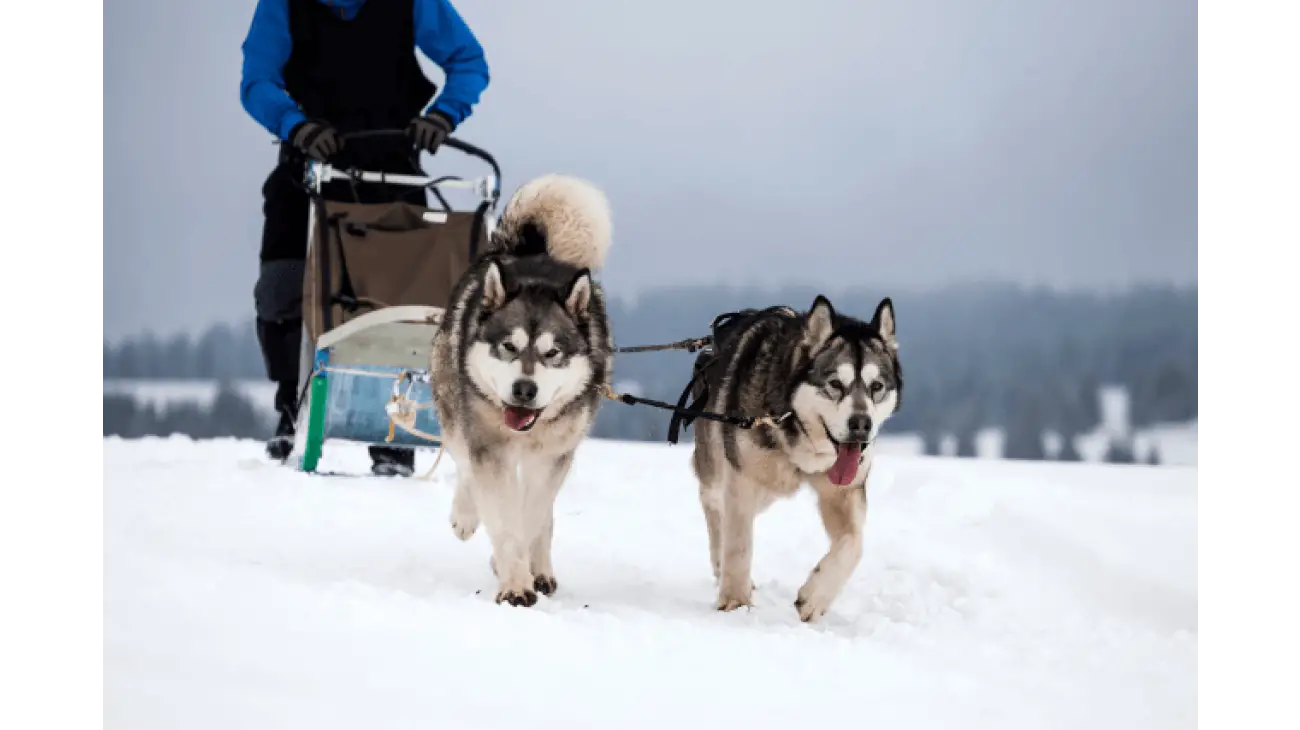 Alaskan Malamute 3