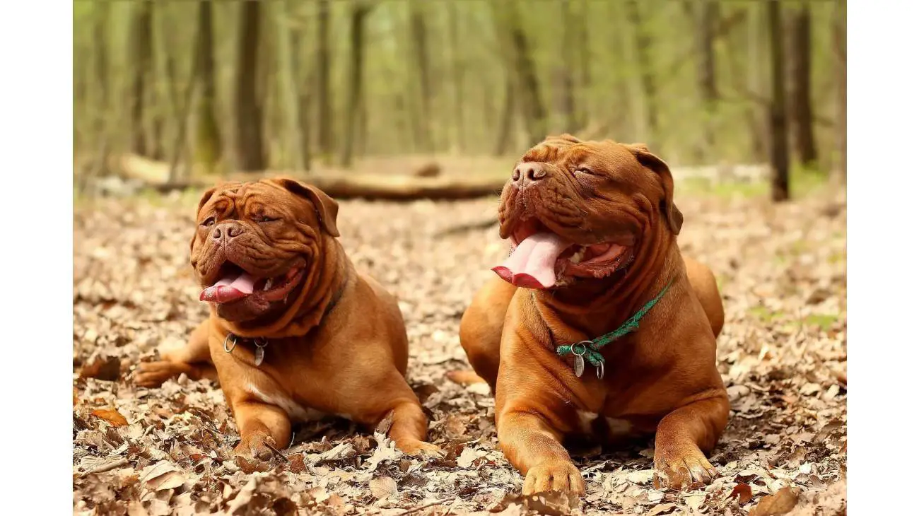 Dogue de Bordeaux