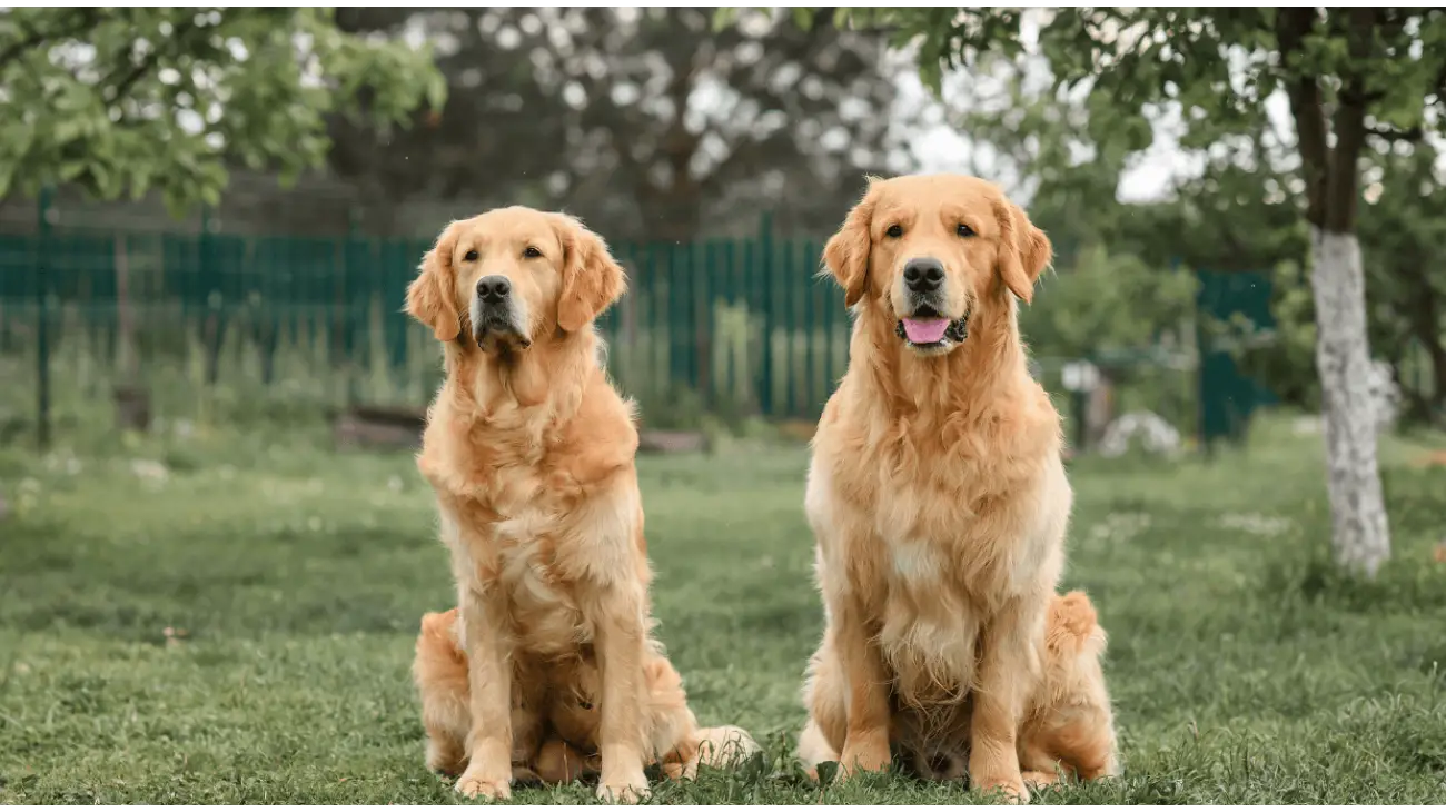 Golden Retriever