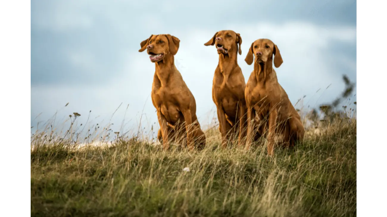 Vizsla 2