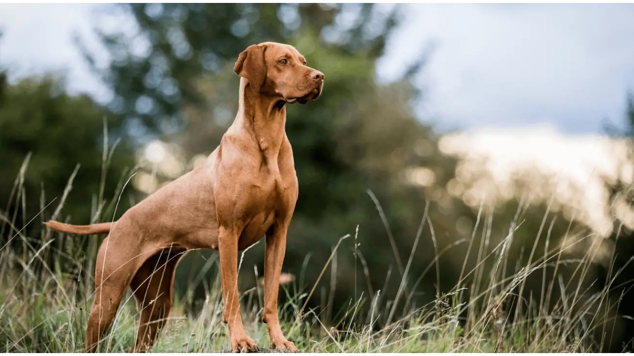 Vizsla