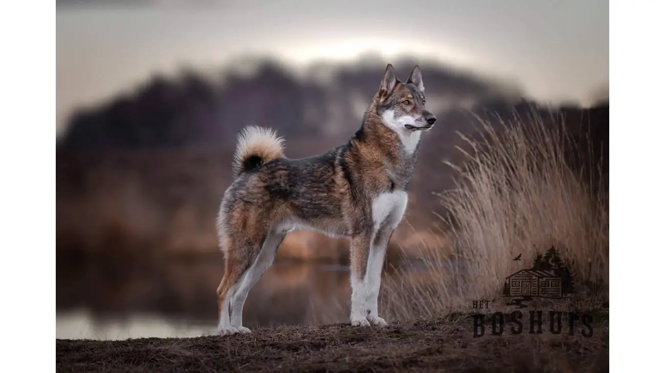 West Siberian Laika