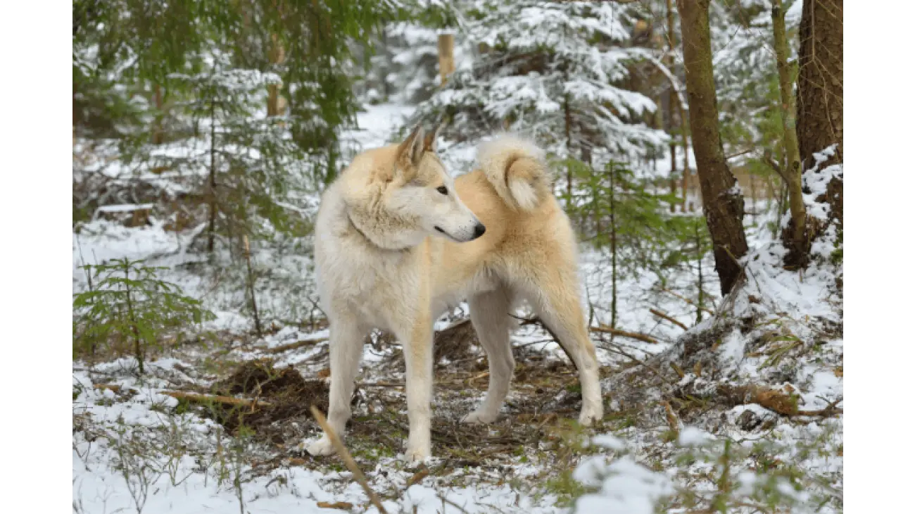 Laika de Siberia Occidental 1