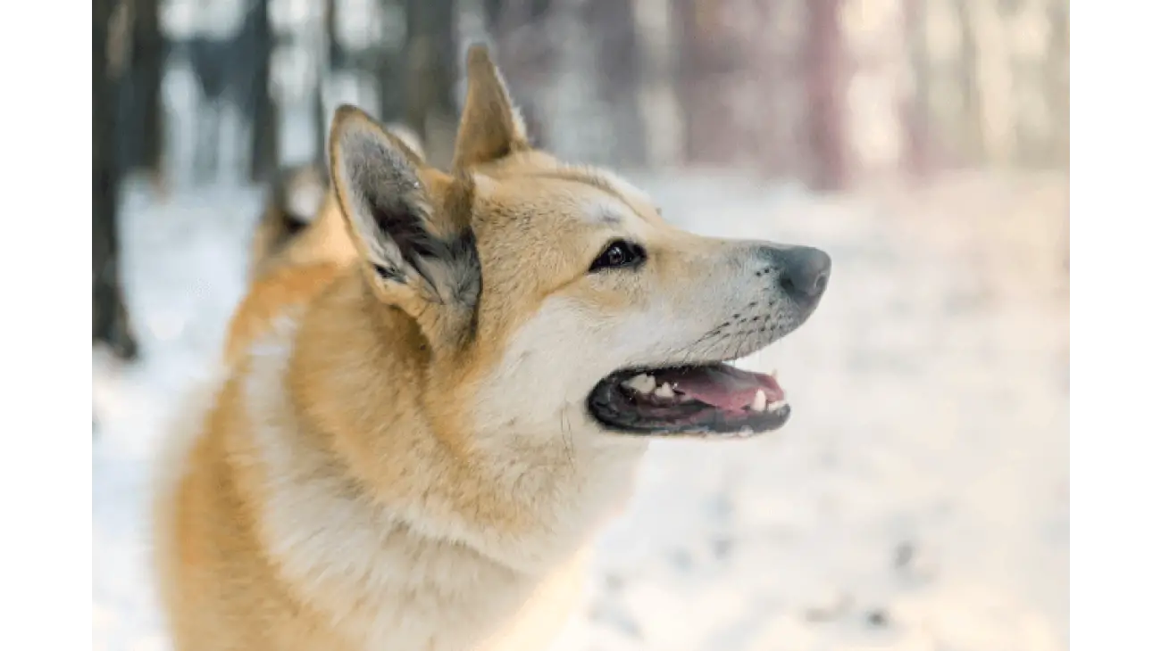 Laika de Siberie Occidentale 2