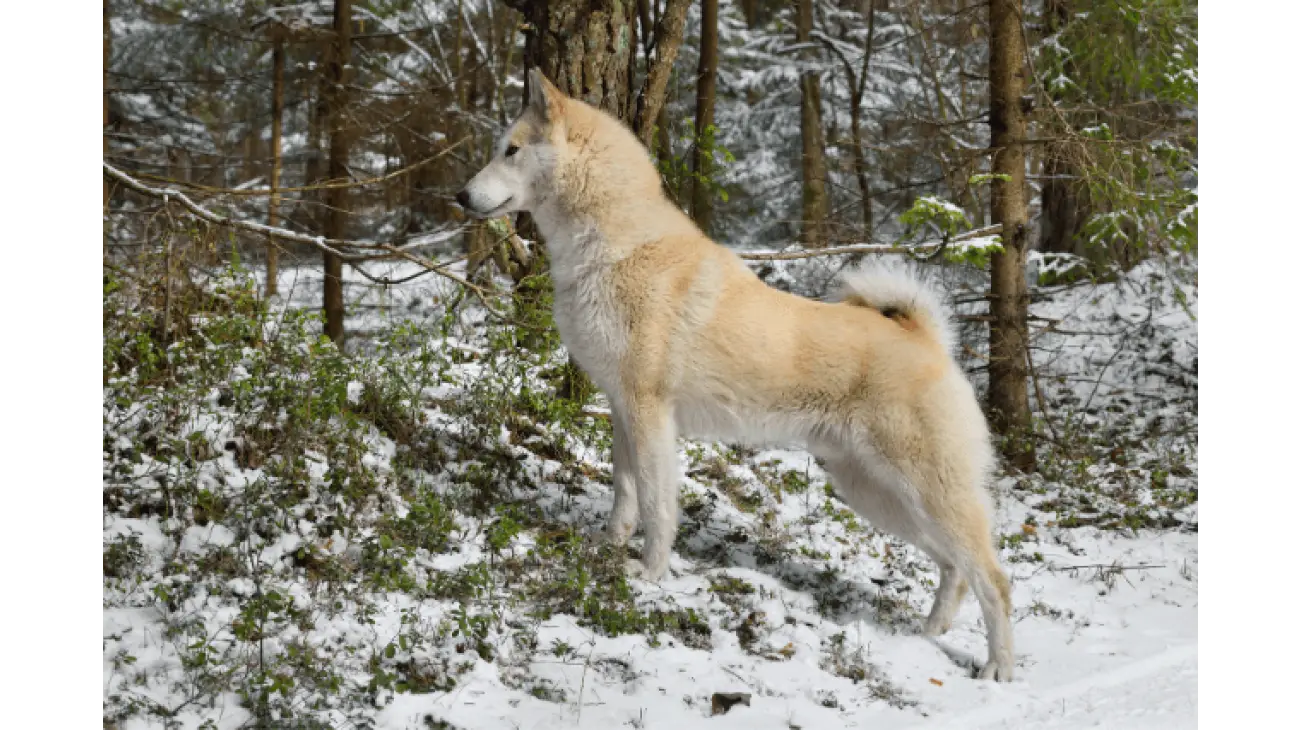 Laika de Siberie Occidentale 3