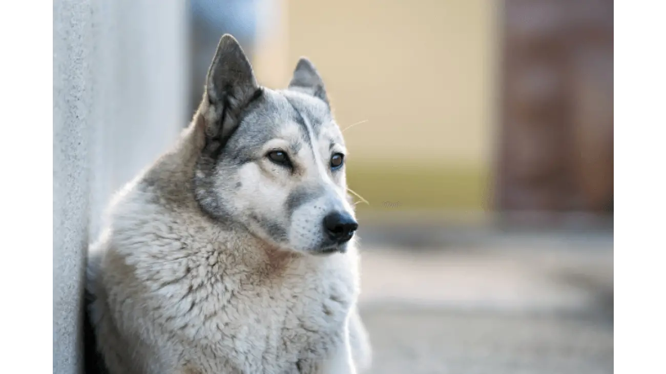 Laika de Siberie Occidentale 4