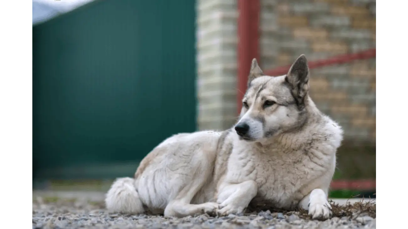 Laika de Siberie Occidentale 0