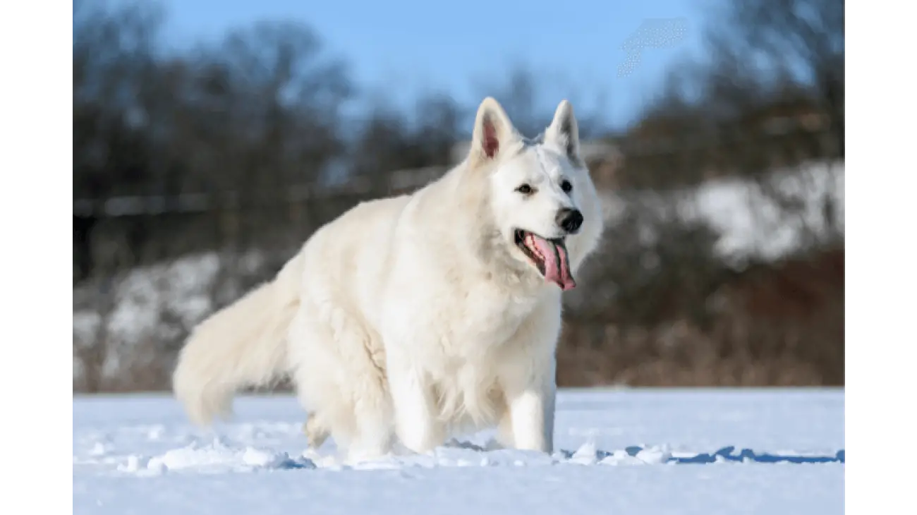 White Swiss Shepherd 1