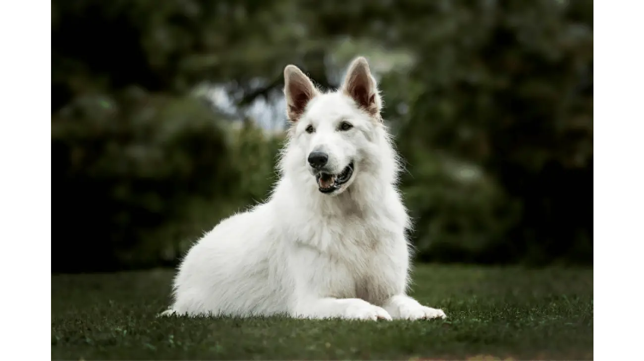 White Swiss Shepherd 5