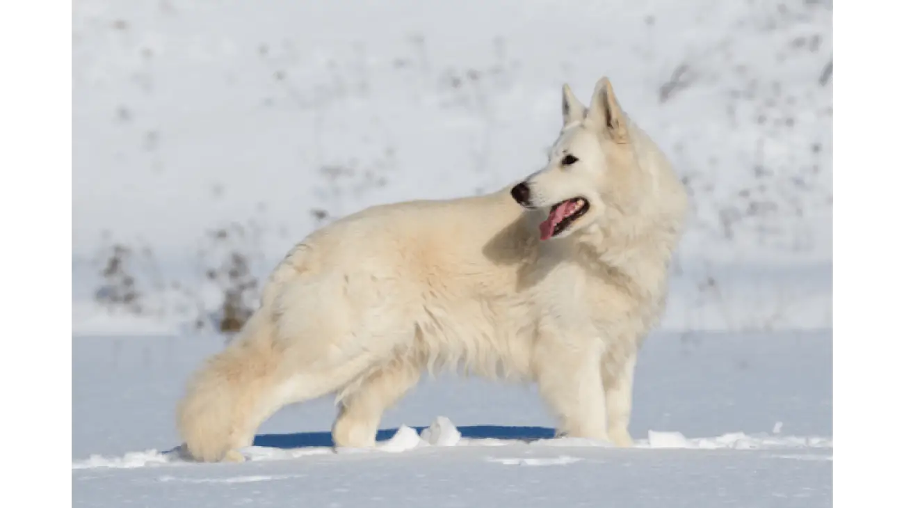 White Swiss Shepherd 6