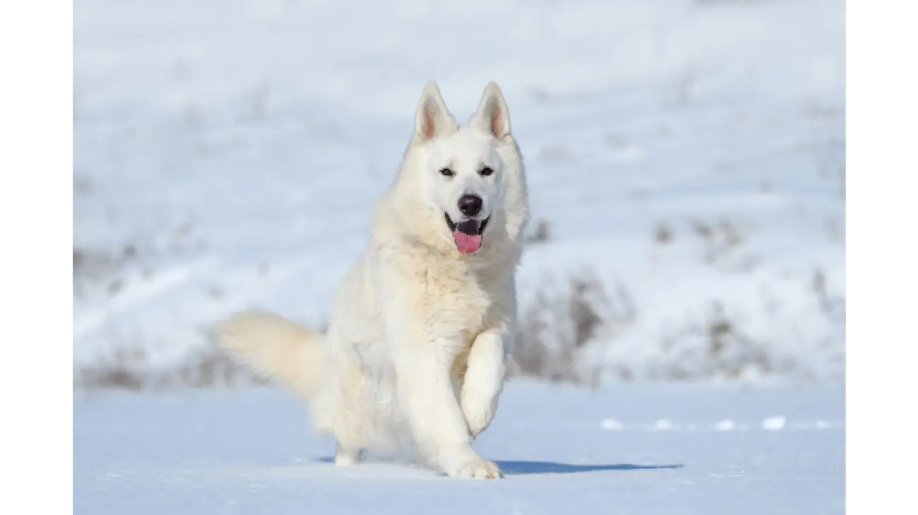 White Swiss Shepherd 2