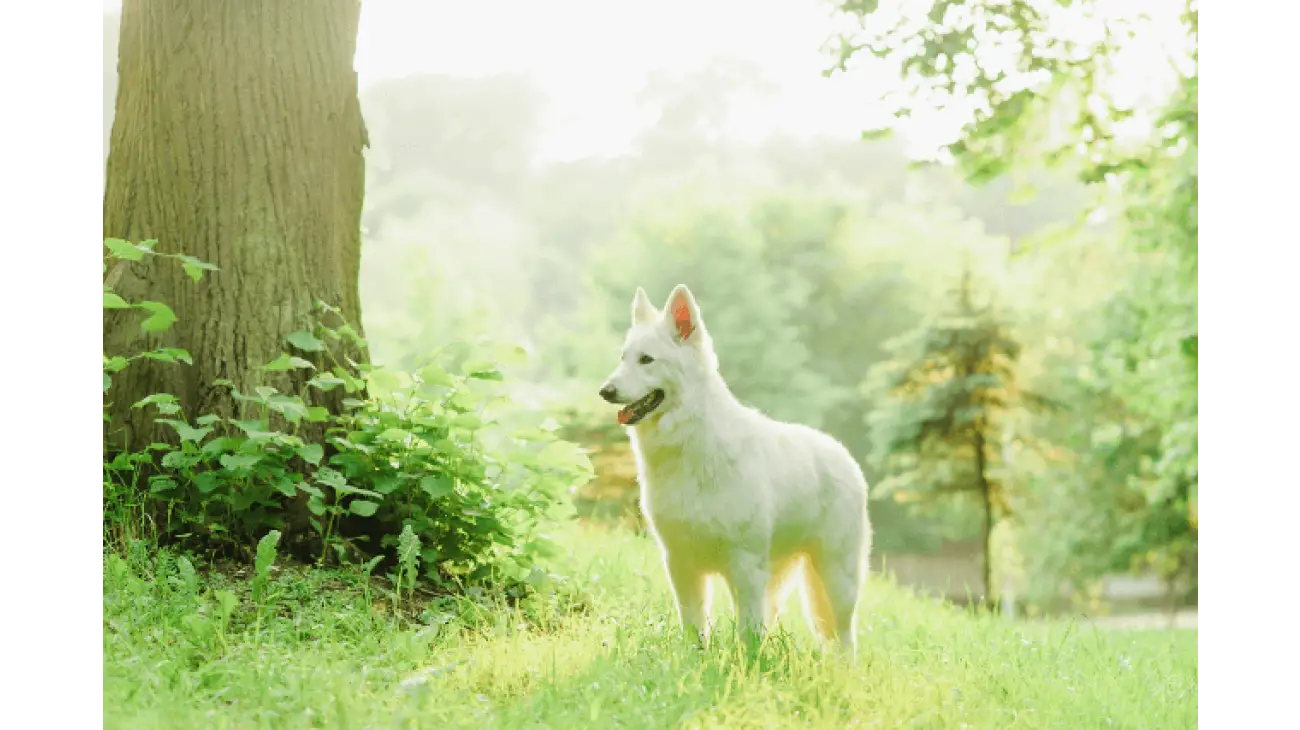 White Swiss Shepherd 7