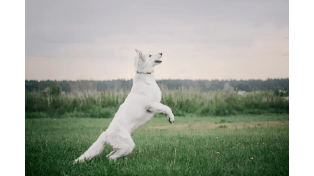 White Swiss Shepherd 3