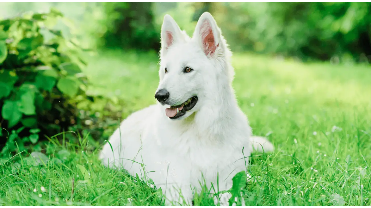 White Swiss Shepherd