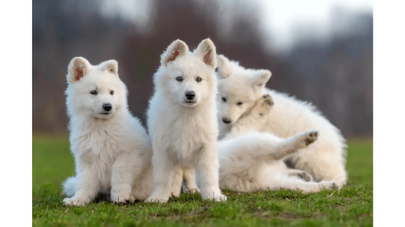 White Swiss Shepherd 4