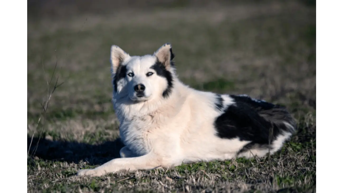 Laika de Yakutia 1