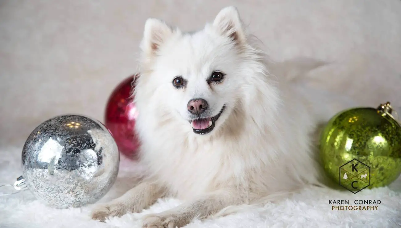 American Eskimo dog 1