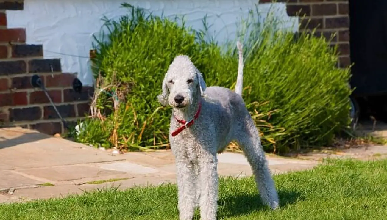 Bedlington terijer 0